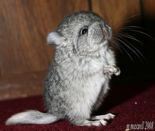 babychinchilla