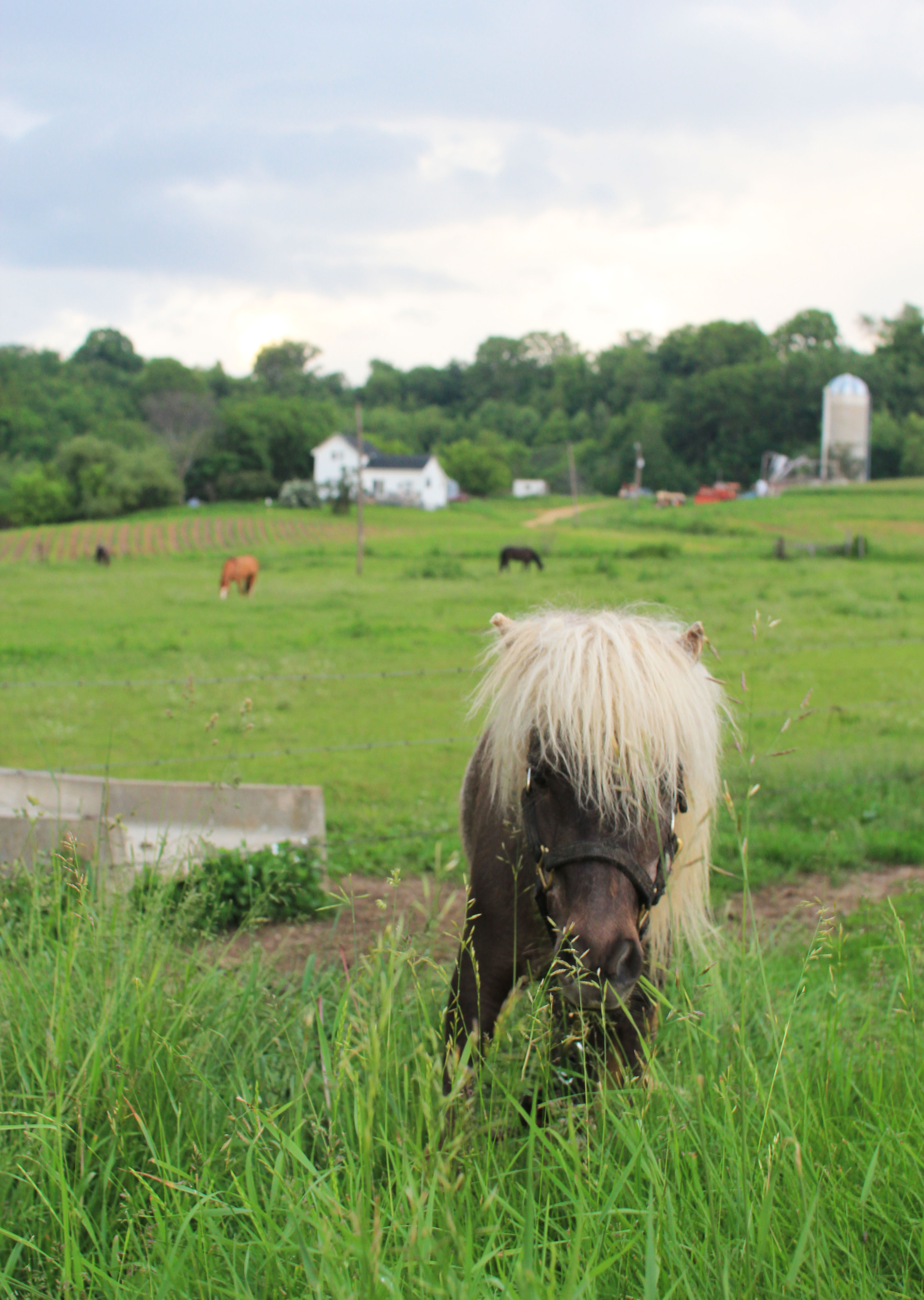 Mini Horse.