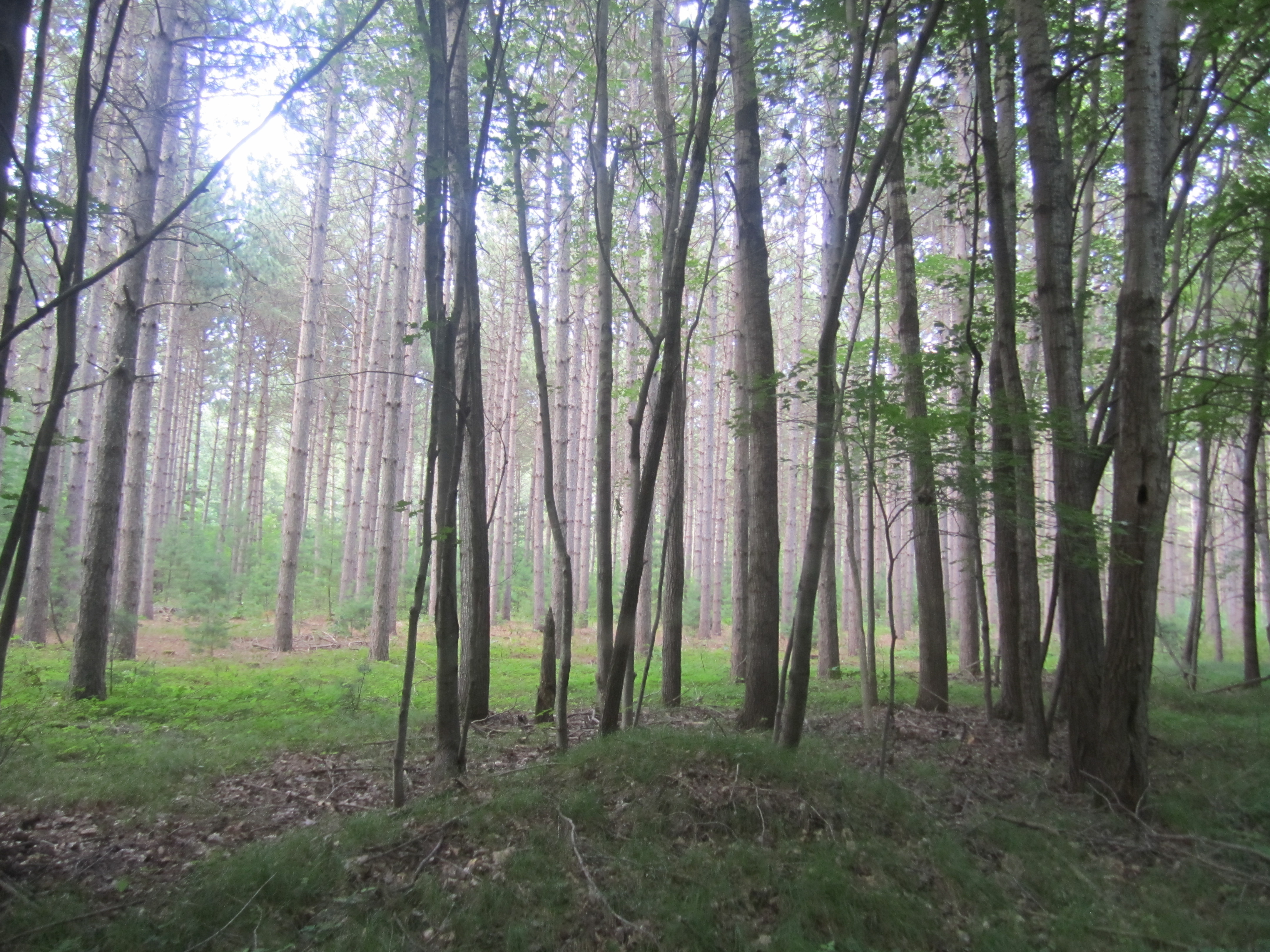 Misty Forest.