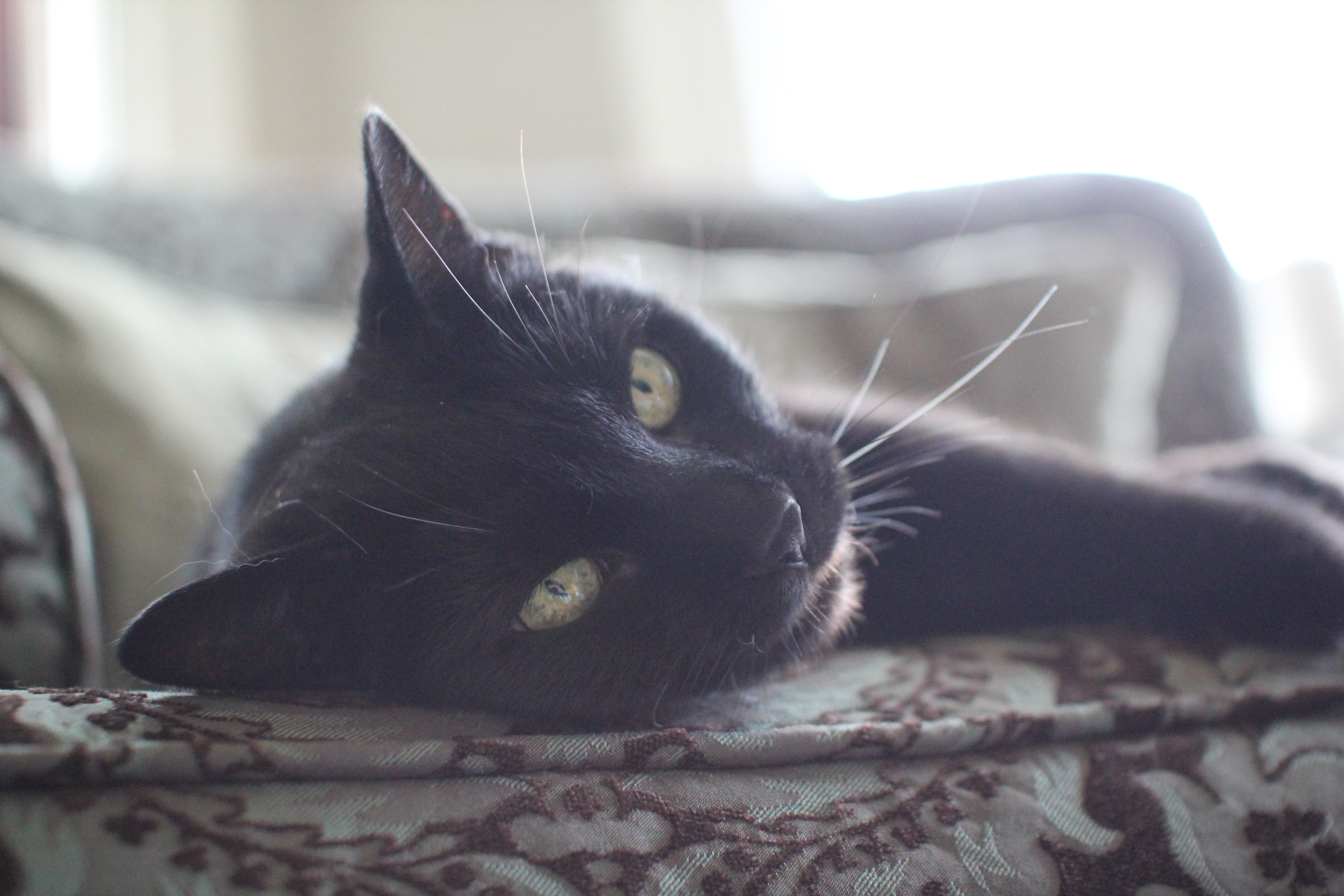 Soft kitty, warm kitty.